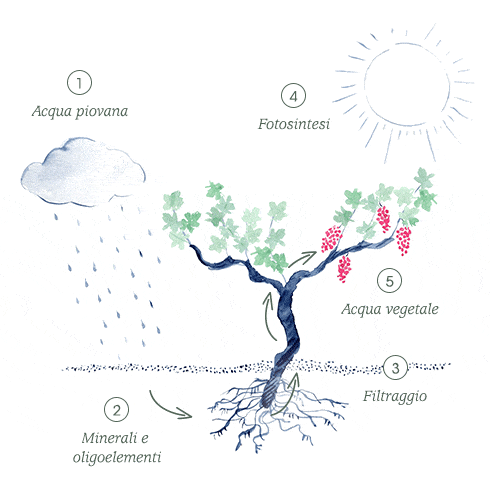 Scopri il percorso dell'Acqua d'Uva prima della sua distillazione